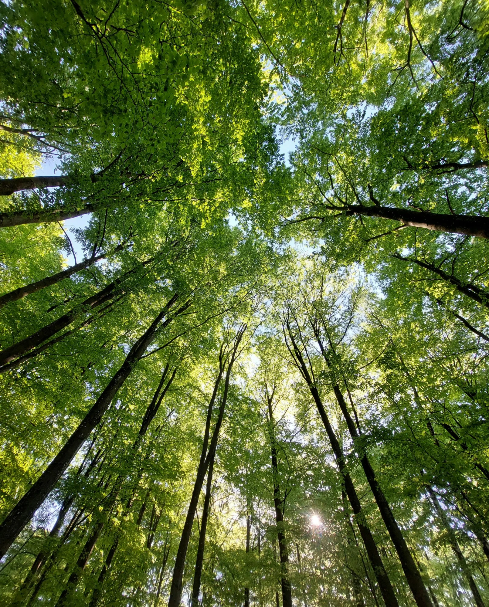 View of a forest